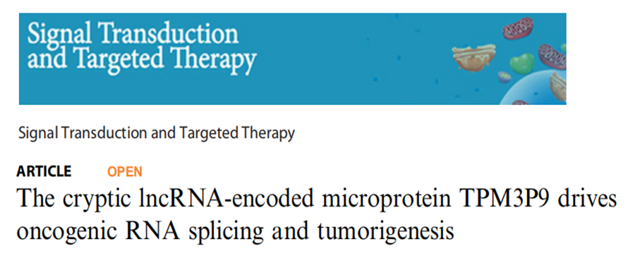 分子探针与表观遗传学研究好文分享：隐性lncrna编码的微蛋白TPM3P9驱动致癌RNA的剪接和肿瘤的发生